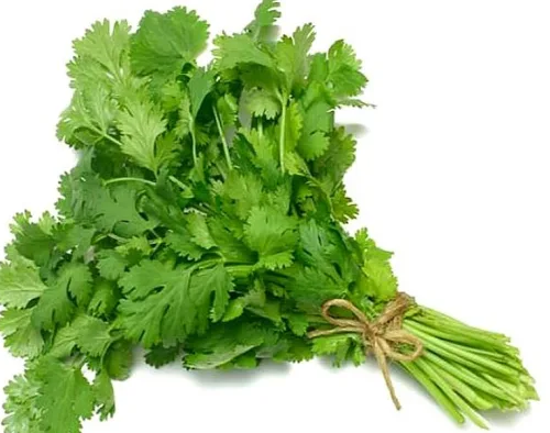 Cilantro